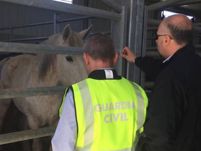 Agentes del Seprona y Europol en una inspección en el matadero de Astorga.