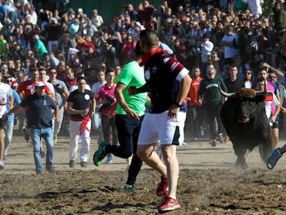 Festejo del Toro de la Vega este martes en Tordesillas.