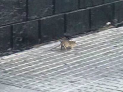 Varios roedores corretean por un parque de la ciudad de Cádiz.