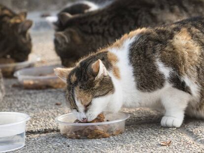 Un carné para poder dar de comer a los gatos callejeros en Cádiz