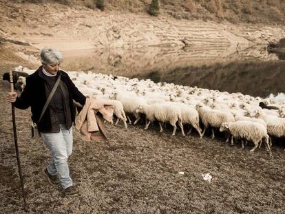 La pastora Nieves lleva a beber a sus 400 ovejas al pantano de O Bao (Viana do Bolo-Ourense) por la falta de agua en su explotación.