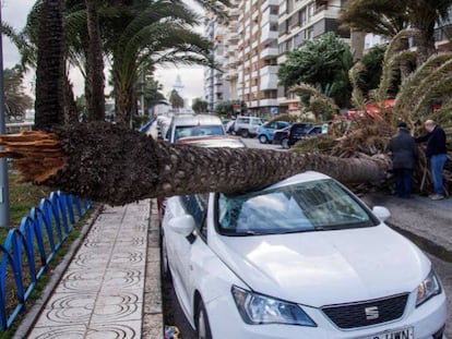 Palmera caída sobre tres vehículos en el Paseo Marítimo Ciudad de Melilla de la ciudad de Málaga.