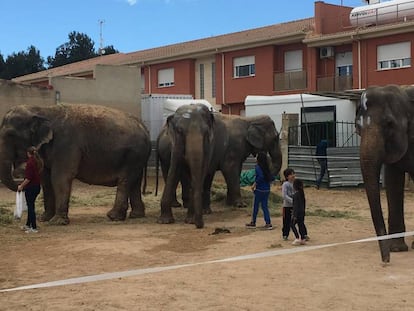 Los cuatro elefantes que sobrevivieron al vuelco del camión en el que viajaban en Albacete, en una imagen cedida por PACMA. Vídeo: ATLAS