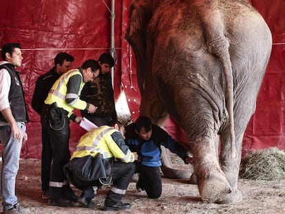 Los últimos elefantes del circo