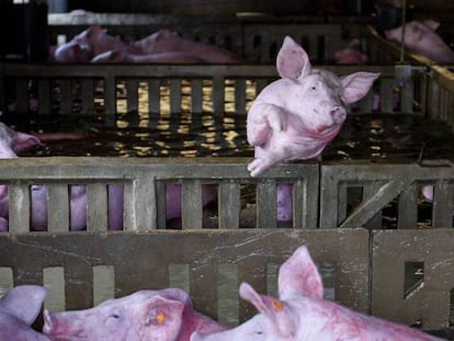 Varios cerdos, una granja inundada de Zaragoza, en una foto cedida por PACMA.