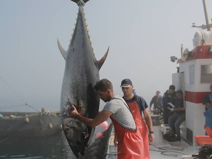 El atún recien pescado. En vídeo, el reportaje completo.