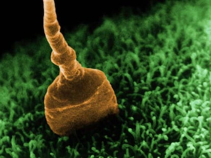 Imagen microscópica de un espermatozoide fecundando un óvulo. En vídeo, las mujeres recuperan su derecho a la reproducción asistida (ATLAS)