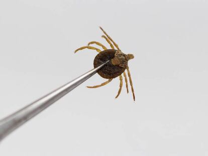 La fiebre de Crimea-Congo está causada por un virus, cuyo mecanismo de transmisión principal es la picadura de la garrapata del género Hyalomma.