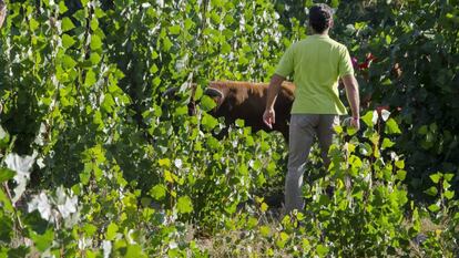 El toro escapado del encierro en Arcas, en el campo antes de ser abatido / En vídeo, un toro se sale del recorrido de un encierro en Arcas y arrolla a dos mujeres