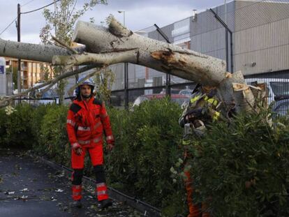 Árbol caído en Terrassa (Barcelona) tras el paso de la tormenta Leslie.
