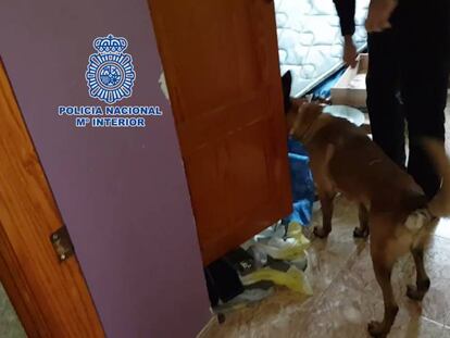 Agentes de la policía intervienen en un domicilio de El Ejido donde se escondían los traficantes.