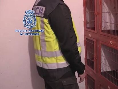 Celdas habilitadas para gallos, durante la operación policial en Cádiz. En vídeo, resumen de la acción policial.