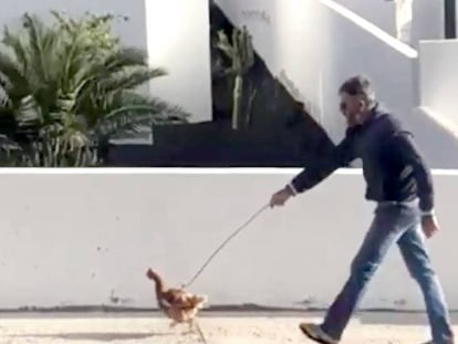 Captura del vídeo difundido en redes sociales de un hombre paseando a una gallina en Lanzarote.