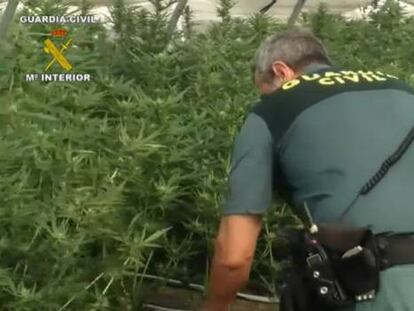 Incautadas 14.000 plantas de marihuana, cifra récord en España