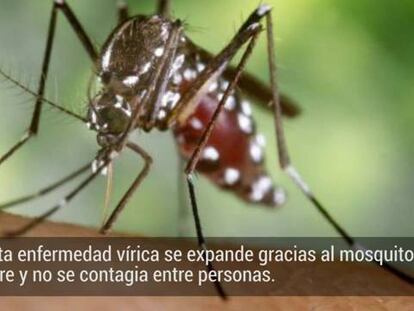 Sanidad vigila el virus chikungunya tras detectar el primer caso en España