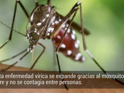 Sanidad vigila el virus chikungunya tras detectar el primer caso en España