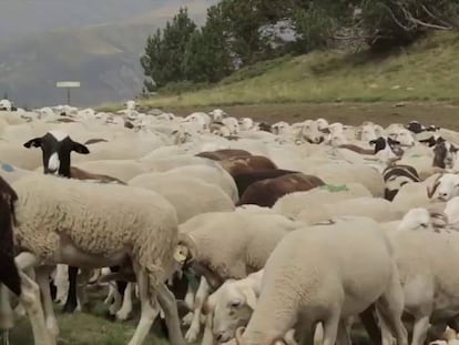 Escuela de pastores
