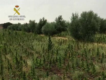 La plantación en Pozo Cañada, municipio de Albacete.