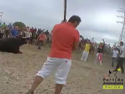 Los animalistas presionan a Sánchez para que frene el Toro de la Vega