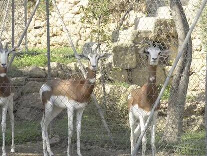 Gacelas Dama en peligro de extinción, en la reserva de Almería.