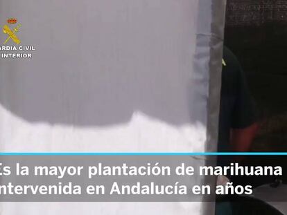 Tres detenidos por cultivar 20.000 plantas de marihuana en Sevilla