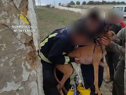 El rescate de los tres perros en Osuna.