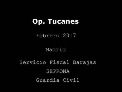 Tráfico ilegal de especies: 120 pájaros ocultos en cuatro maletas.
