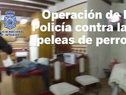 La policía rescata a 230 perros utilizados en peleas a muerte.