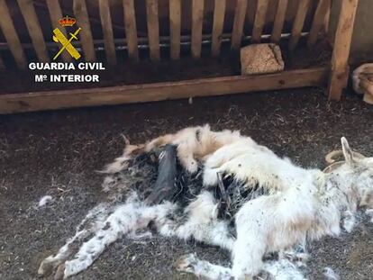 Imágenes de la operación Máximus.