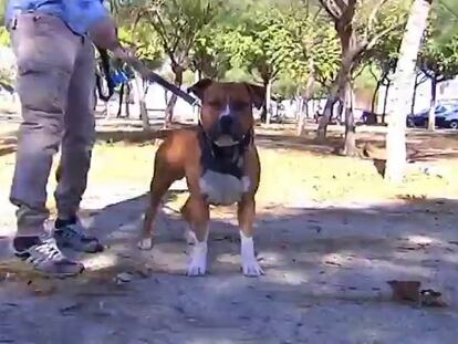 Un perro destroza la cara de un niño de cuatro años en Valencia