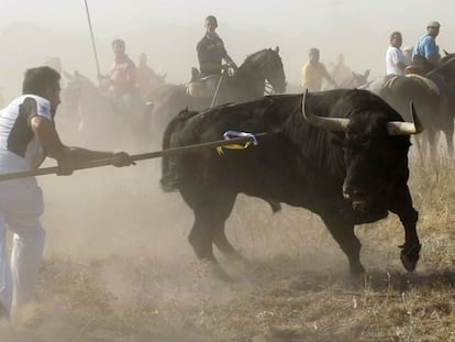 Impacientes por matar a 'Volante'