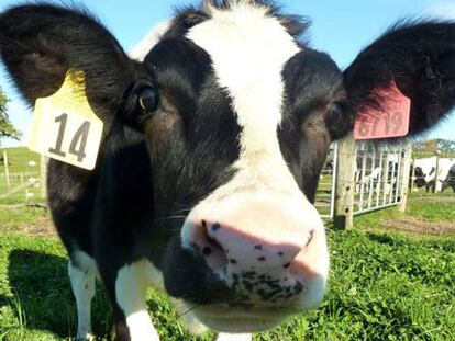 'Daisy', la vaca probeta que produce leche antialérgica. / AGRESEARCH INSTITUTE (AFP)