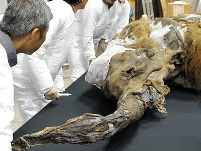Llega a Japón el mamut que vivió hace 39.000 años en Siberia