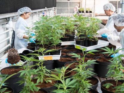 Trabajadores en una planta de cannabis en Ontario.