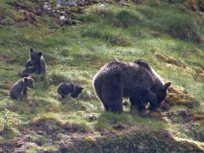 Una osa con tres crías en la zona occidental de la Cordillera Cantábrica. En vídeo, la grabación realizada por unos cazadores de un oso recién emancipado en Cosgaya, en los Picos de Europa, en octubre de 2016.