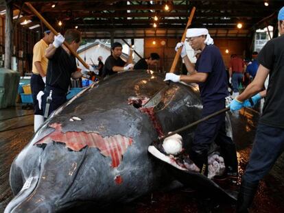 Varios trabajadores despiezan una ballena en el puerto de Minamiboso, al sureste de Tokio. En vídeo, el portavoz del Gobierno japonés explica la decisión de recuperar la caza comercial en 2019.