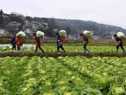 Un grupo de agricultores, en la provincia china de Guizhou.