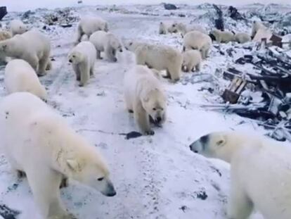 Osos polares en el archipiélago ruso de Novaya Zemlya. En vídeo, el porqué de la invasión de los osos.