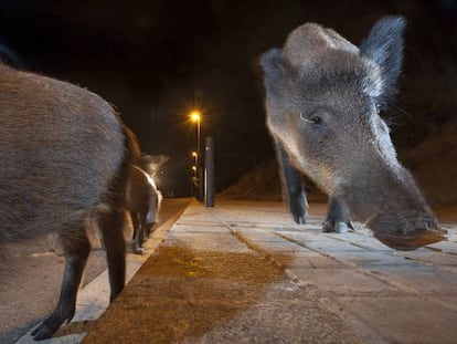 A group of wild boar looks for food in Lugo (Spanish audio).