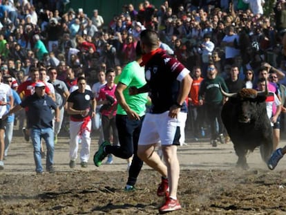 Festejo del Toro de la Vega en 2017 en Tordesillas. En vídeo, el Toro de la Vega visto desde el objetivo de dos fotógrafos de EL PAÍS.