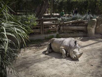 Un exemplar de rinoceront a les instal·lacions del Zoo de Barcelona. En vídeo, Barcelona aprova la reforma conservacionista del zoo.