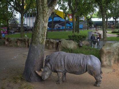 Un ejemplar de rinoceronte en las instalaciones del zoo de Barcelona. En vídeo, Barcelona aprueba la reforma conservacionista del Parque Zoológico.