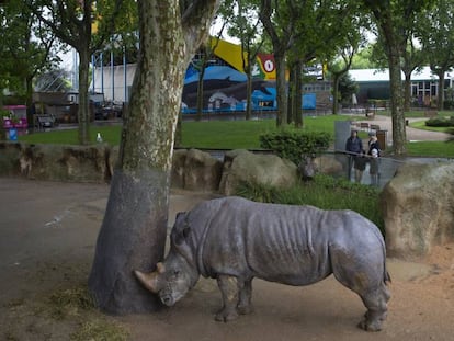 Un ejemplar de rinoceronte en las instalaciones del zoo de Barcelona. En vídeo, Barcelona aprueba la reforma conservacionista del Parque Zoológico.