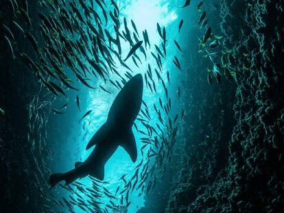 Casi un tercio de los tiburones están amenazados.