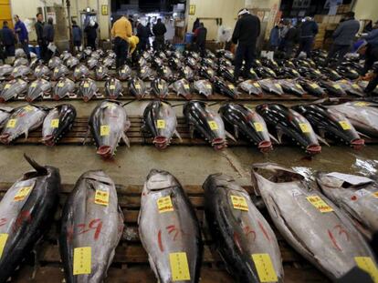 Venta de atún rojo en la lonja de Tokio (Japón). En vídeo, una de cada ocho especias animales y vegetales podría desparecer en 20 años.