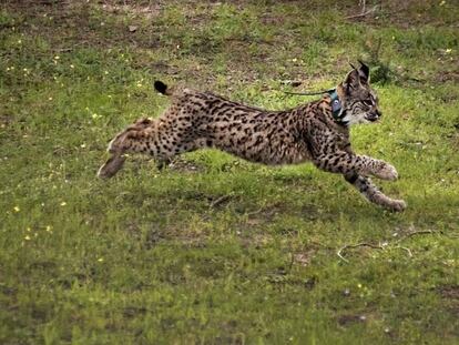 Suelta de una lince criada en cautividad en Doñana. En vídeo, una madre y sus crías de lince hace unos días en Ciudad Real.