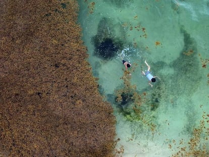 Turistas nadan en la playa de Xcalacoco afectada por el sargazo.