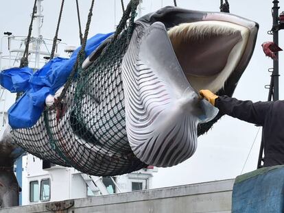 Una ballena capturada en Kushiro, este lunes.