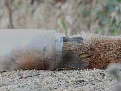 En vídeo, liberan a un zorro atrapado en una botella de plástico.