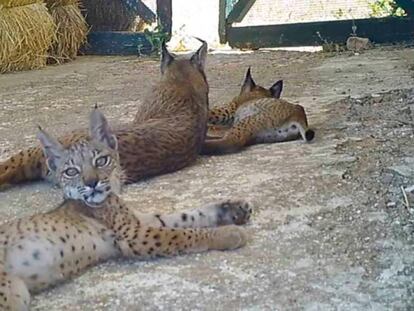 Los dos cachorros, uno de ellos mirando, con su madre. En vídeo, los dos cachorros de lince con su madre.